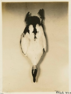 Image: Male Eider Duck